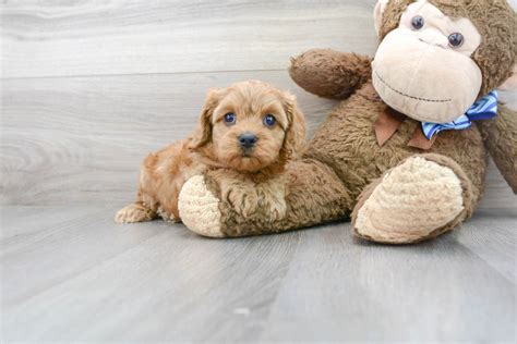 petite cavapoo  Plus, any of these colours with white